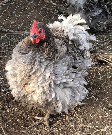 Frizzle Chicken