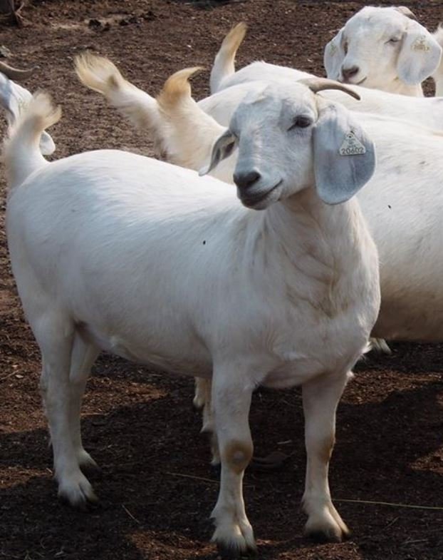 Goat(s)