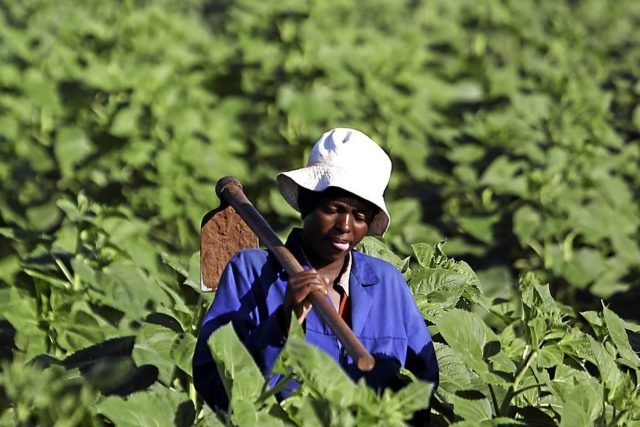 Zita5 10 FEBRUARY, 2017. Farm workers are seen working the fields. Bekendvlei Farm in the North West. It was bought by the government a number of years ago and mismanaged. It is now back to its former glory after a new manager started there. PHOTOGRAPH: ALON SKUY
